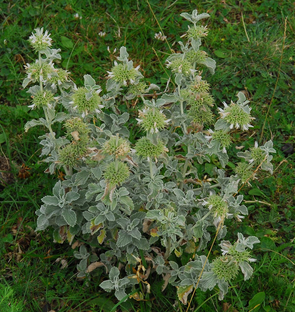 Habitus